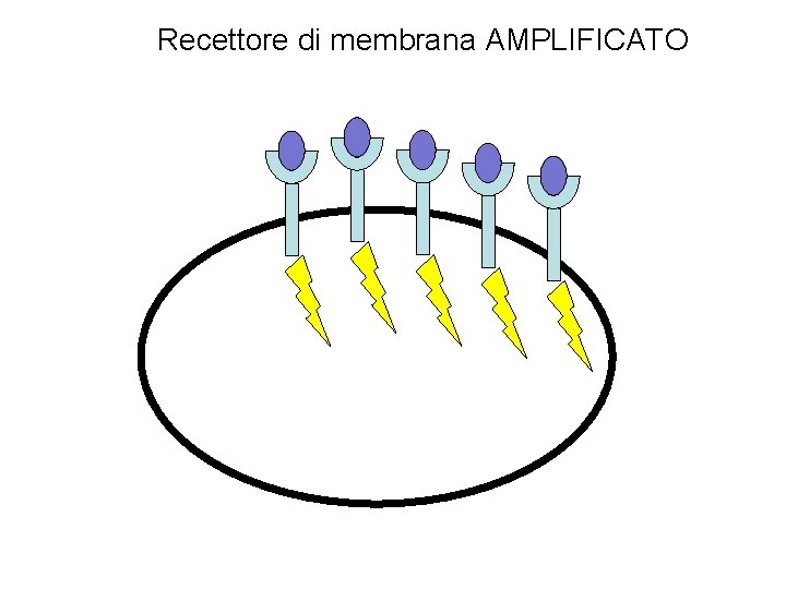 Recettore di membrana AMPLIFICATO 