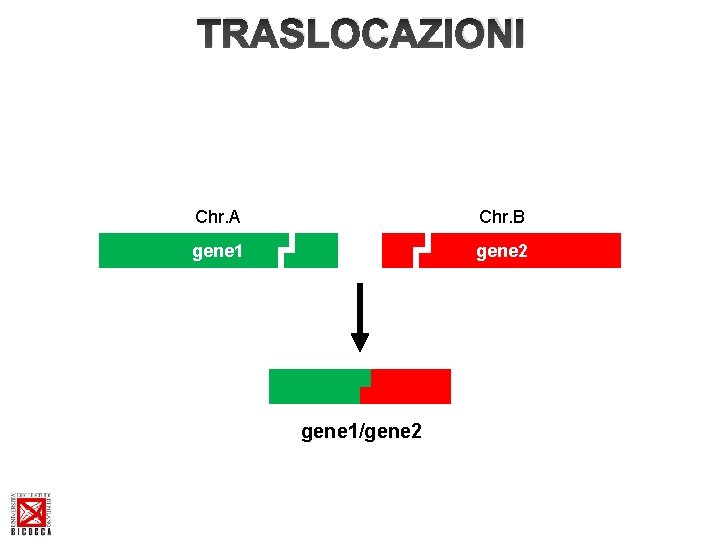 TRASLOCAZIONI Chr. A Chr. B gene 1 gene 2 gene 1/gene 2 