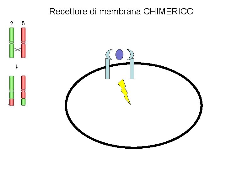 Recettore di membrana CHIMERICO 2 5 