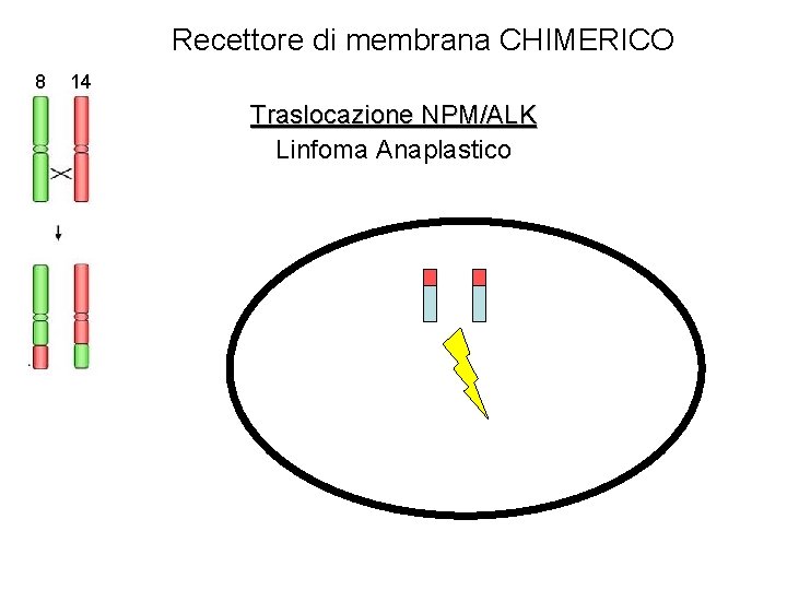 Recettore di membrana CHIMERICO 8 14 Traslocazione NPM/ALK Linfoma Anaplastico 