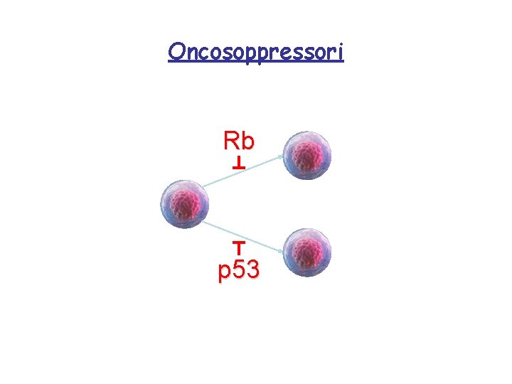 Oncosoppressori Rb p 53 