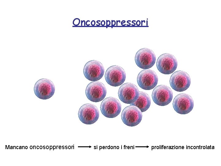 Oncosoppressori Mancano oncosoppressori si perdono i freni proliferazione incontrolata 