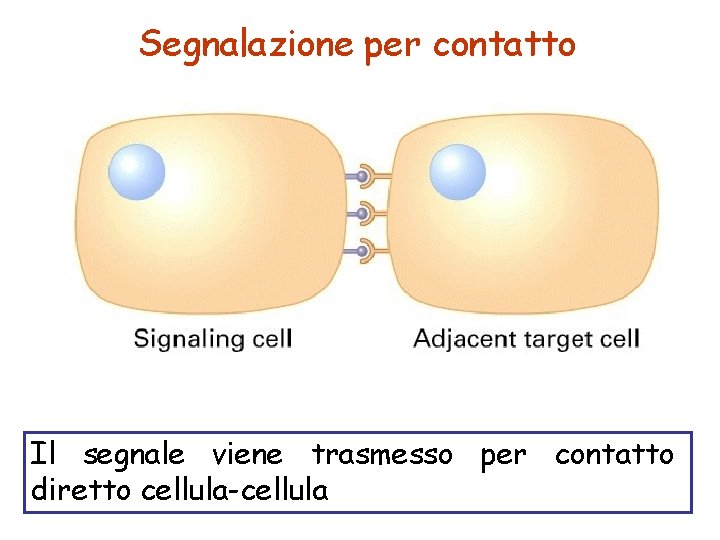 Segnalazione per contatto Il segnale viene trasmesso per contatto diretto cellula-cellula 