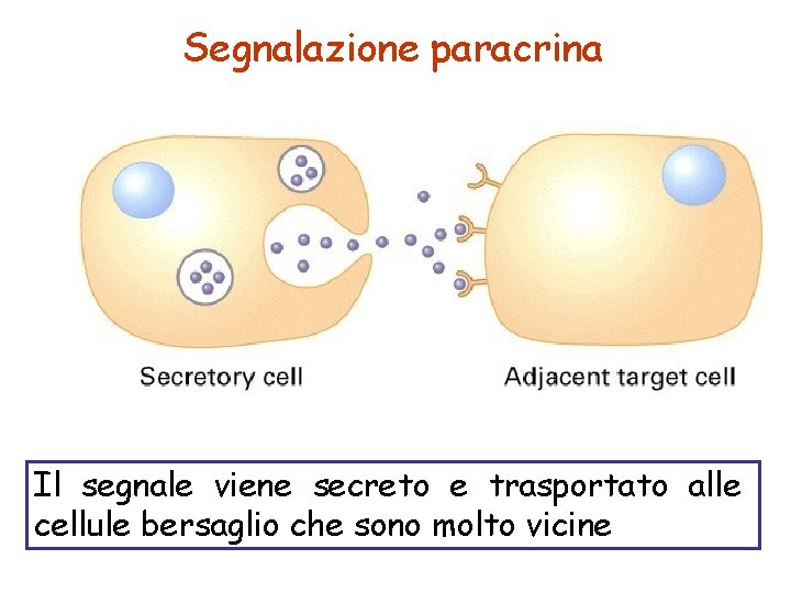 Segnalazione paracrina Il segnale viene secreto e trasportato alle cellule bersaglio che sono molto