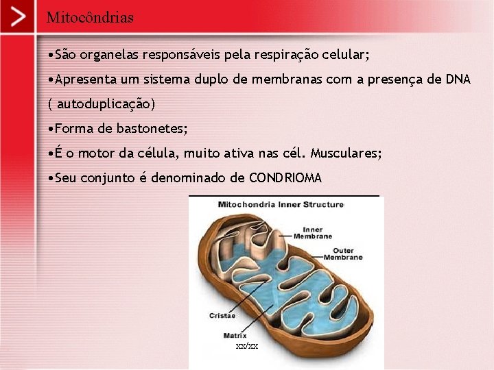 Mitocôndrias • São organelas responsáveis pela respiração celular; • Apresenta um sistema duplo de