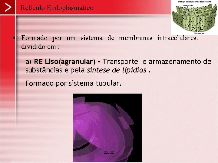 Retículo Endoplasmático • Formado por um sistema de membranas intracelulares, dividido em : a)
