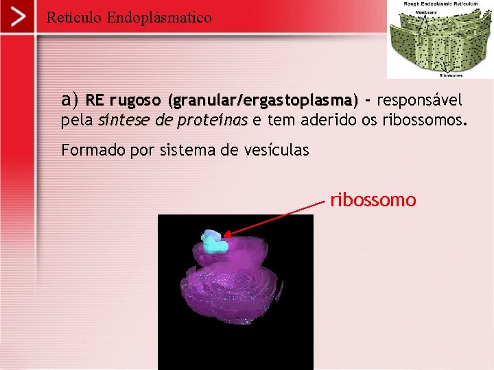 Retículo Endoplásmatico a) RE rugoso (granular/ergastoplasma) - responsável pela síntese de proteínas e tem