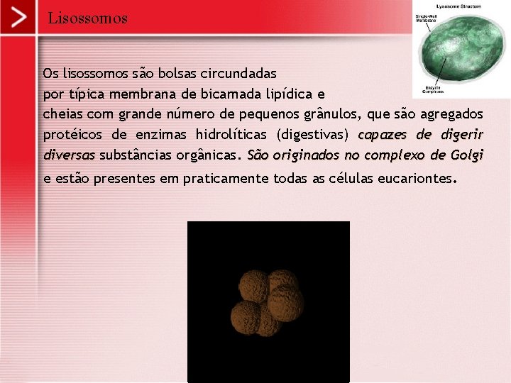 Lisossomos Os lisossomos são bolsas circundadas por típica membrana de bicamada lipídica e cheias