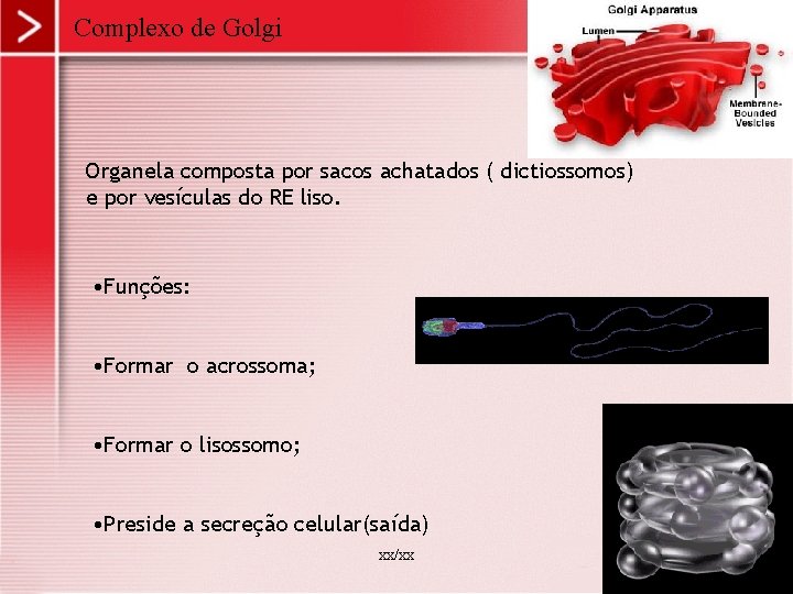 Complexo de Golgi Organela composta por sacos achatados ( dictiossomos) e por vesículas do