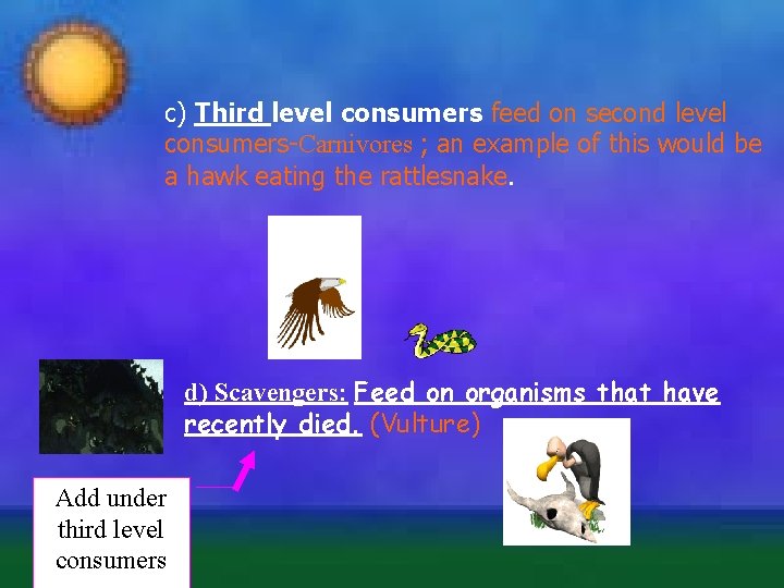 c) Third level consumers feed on second level consumers-Carnivores ; an example of this