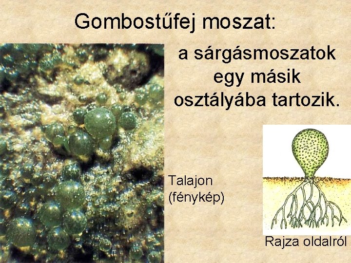 Gombostűfej moszat: a sárgásmoszatok egy másik osztályába tartozik. Talajon (fénykép) Rajza oldalról 