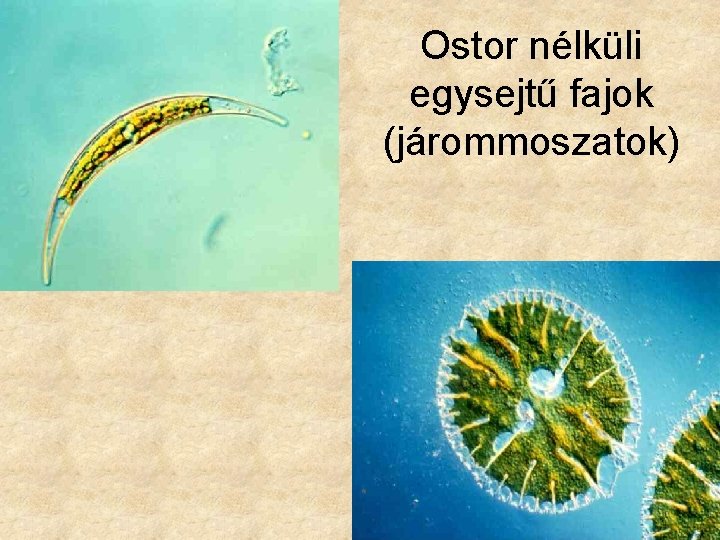 Ostor nélküli egysejtű fajok (járommoszatok) 