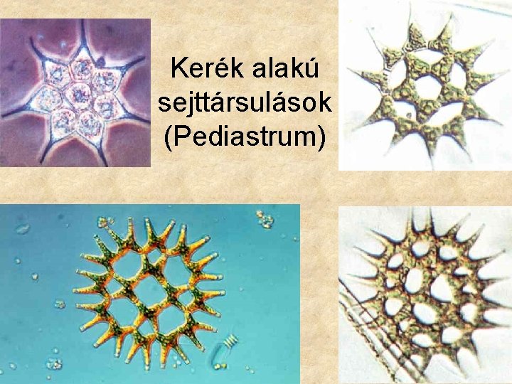 Kerék alakú sejttársulások (Pediastrum) 