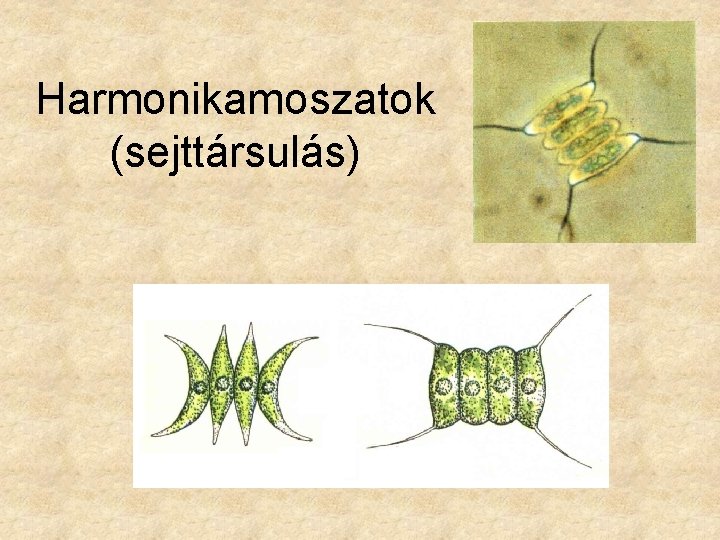 Harmonikamoszatok (sejttársulás) 