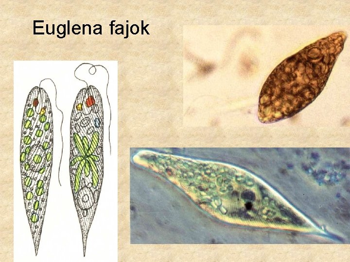 Euglena fajok 