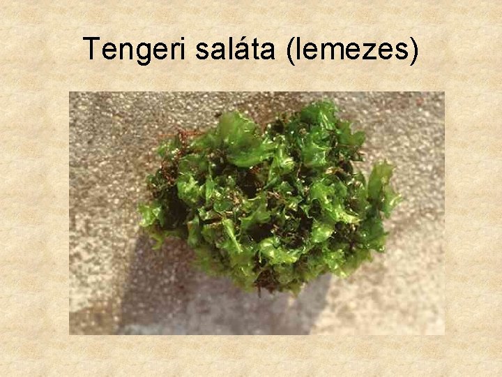 Tengeri saláta (lemezes) 