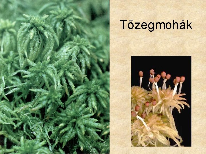 Tőzegmohák 