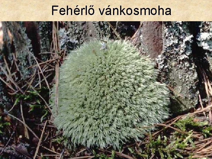 Fehérlő vánkosmoha 