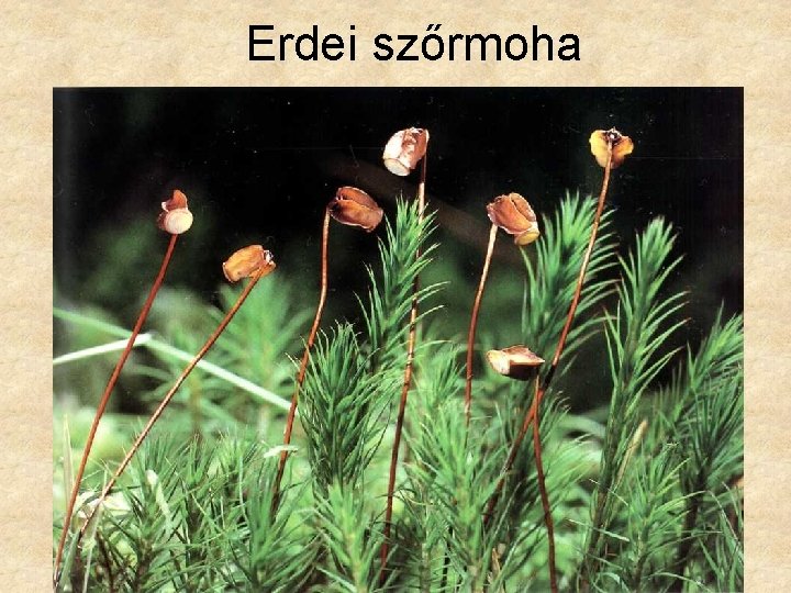 Erdei szőrmoha 