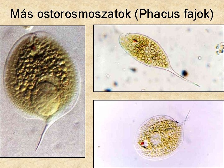 Más ostorosmoszatok (Phacus fajok) 