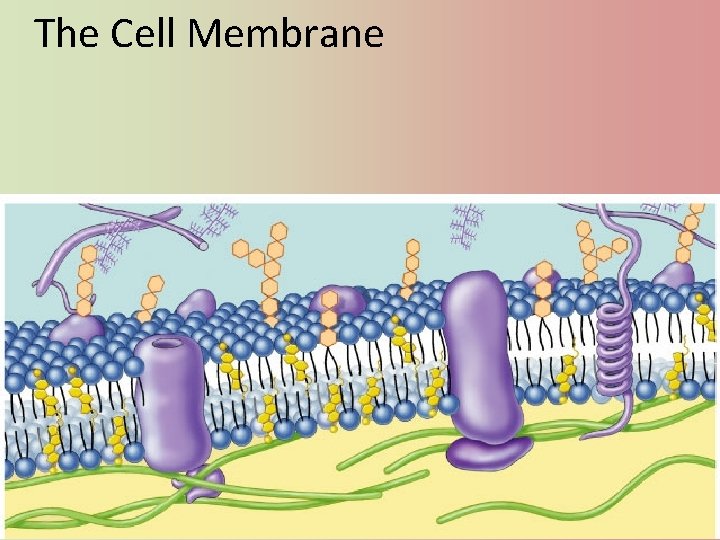 The Cell Membrane 