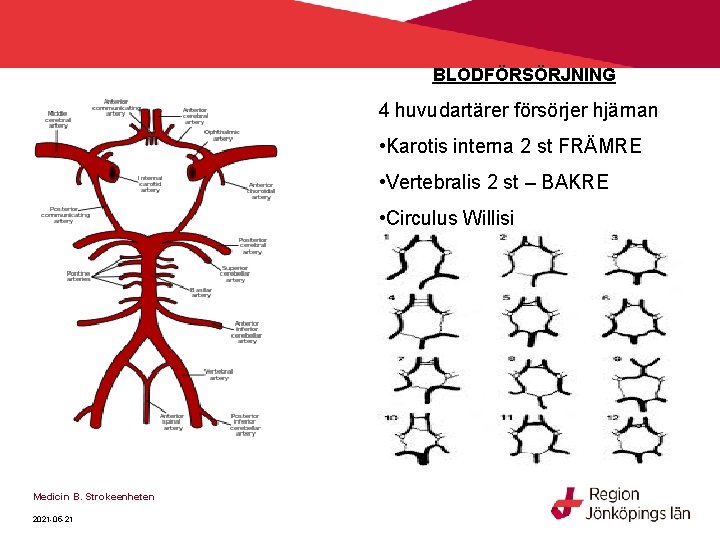 BLODFÖRSÖRJNING 4 huvudartärer försörjer hjärnan • Karotis interna 2 st FRÄMRE • Vertebralis 2 BLODFÖRSÖRJNING 4 huvudartärer försörjer hjärnan • Karotis interna 2 st FRÄMRE • Vertebralis 2