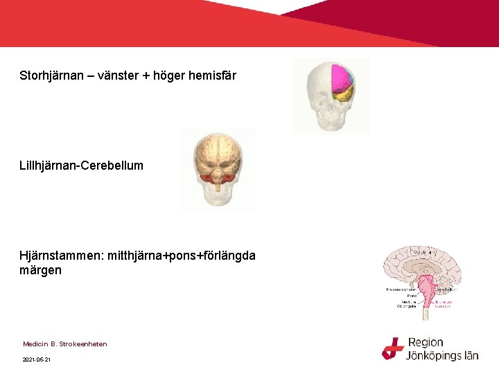 Storhjärnan – vänster + höger hemisfär Lillhjärnan-Cerebellum Hjärnstammen: mitthjärna+pons+förlängda märgen Medicin B. Strokeenheten 2021 Storhjärnan – vänster + höger hemisfär Lillhjärnan-Cerebellum Hjärnstammen: mitthjärna+pons+förlängda märgen Medicin B. Strokeenheten 2021