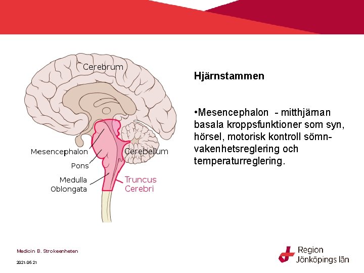 Hjärnstammen • Mesencephalon - mitthjärnan basala kroppsfunktioner som syn, hörsel, motorisk kontroll sömnvakenhetsreglering och Hjärnstammen • Mesencephalon - mitthjärnan basala kroppsfunktioner som syn, hörsel, motorisk kontroll sömnvakenhetsreglering och