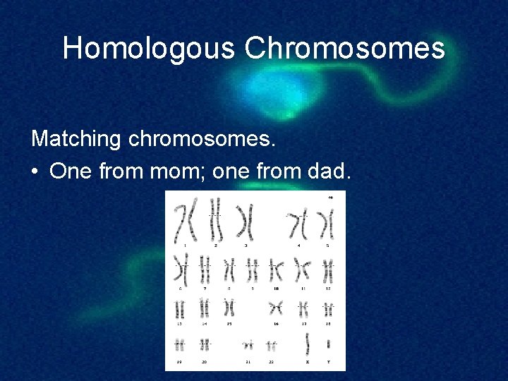 Homologous Chromosomes Matching chromosomes. • One from mom; one from dad. 