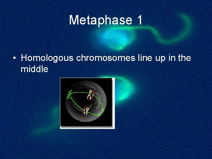 Metaphase 1 • Homologous chromosomes line up in the middle 