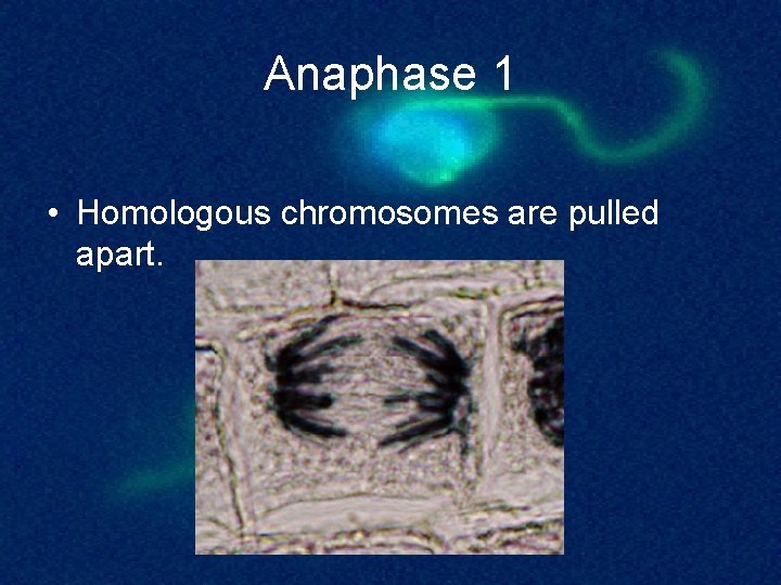 Anaphase 1 • Homologous chromosomes are pulled apart. 