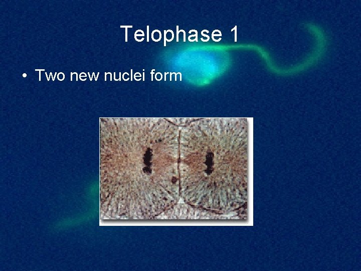 Telophase 1 • Two new nuclei form 