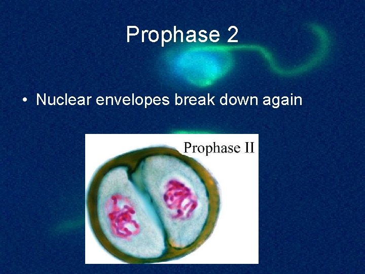 Prophase 2 • Nuclear envelopes break down again 