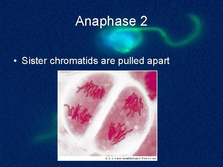 Anaphase 2 • Sister chromatids are pulled apart 