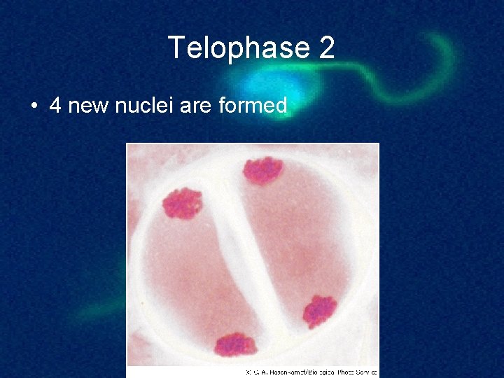 Telophase 2 • 4 new nuclei are formed 