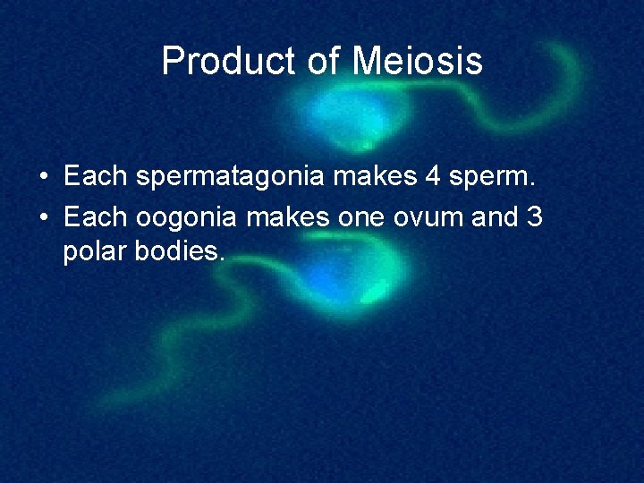 Product of Meiosis • Each spermatagonia makes 4 sperm. • Each oogonia makes one