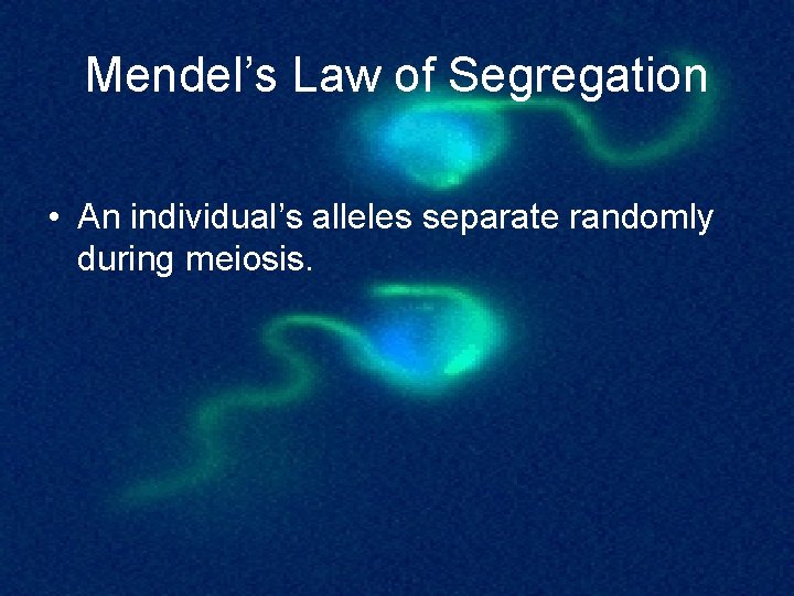 Mendel’s Law of Segregation • An individual’s alleles separate randomly during meiosis. 