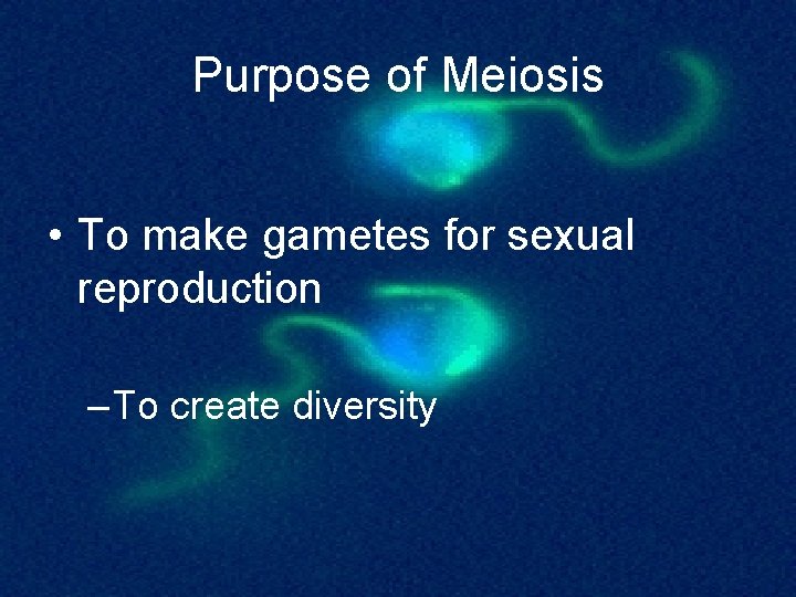 Purpose of Meiosis • To make gametes for sexual reproduction – To create diversity