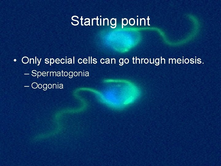 Starting point • Only special cells can go through meiosis. – Spermatogonia – Oogonia