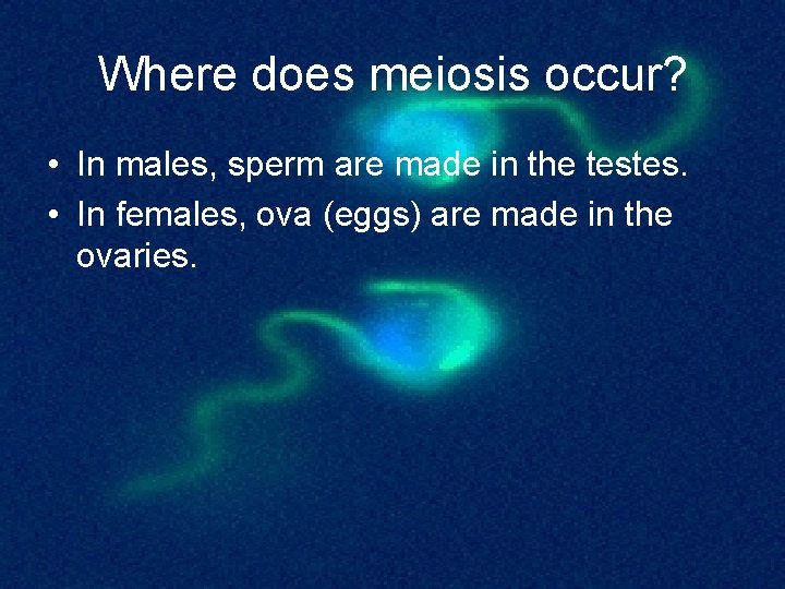 Where does meiosis occur? • In males, sperm are made in the testes. •