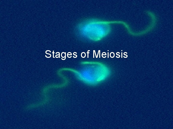 Stages of Meiosis 