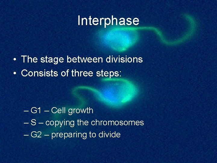 Interphase • The stage between divisions • Consists of three steps: – G 1