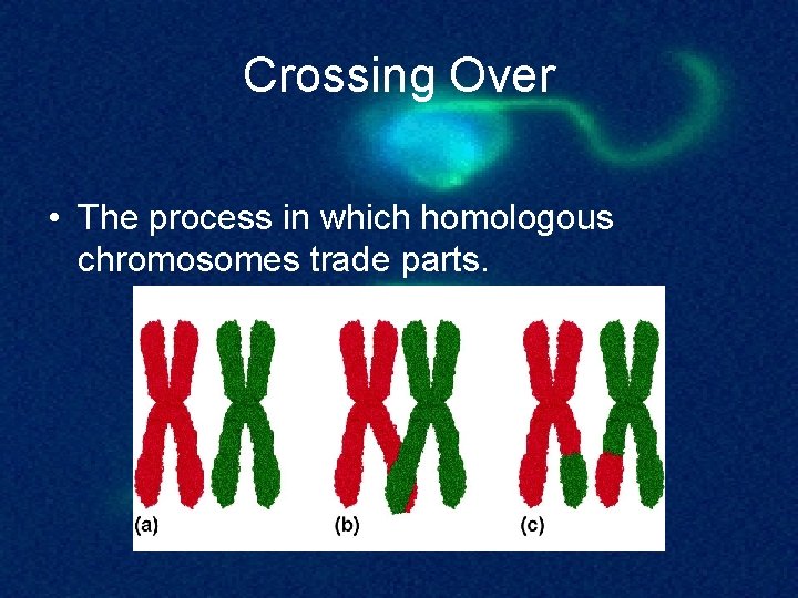 Crossing Over • The process in which homologous chromosomes trade parts. 