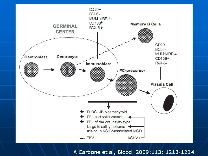 A Carbone et al, Blood. 2009; 113: 1213 -1224 