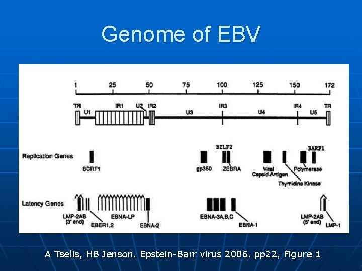 Genome of EBV A Tselis, HB Jenson. Epstein-Barr virus 2006. pp 22, Figure 1