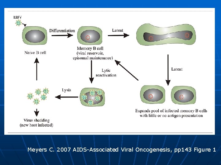 Meyers C. 2007 AIDS-Associated Viral Oncogenesis, pp 143 Figure 1 