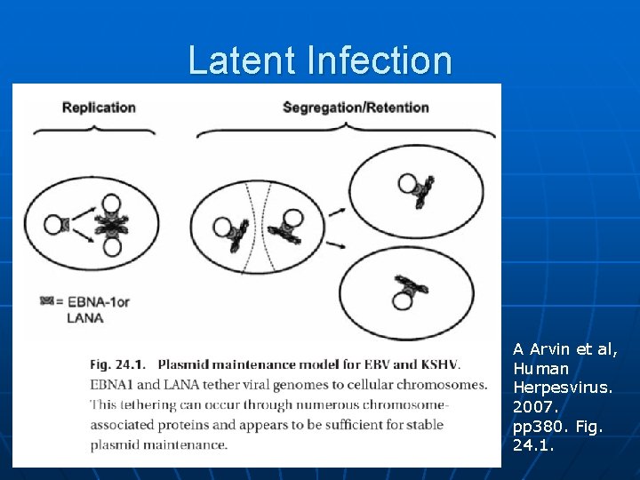 Latent Infection A Arvin et al, Human Herpesvirus. 2007. pp 380. Fig. 24. 1.