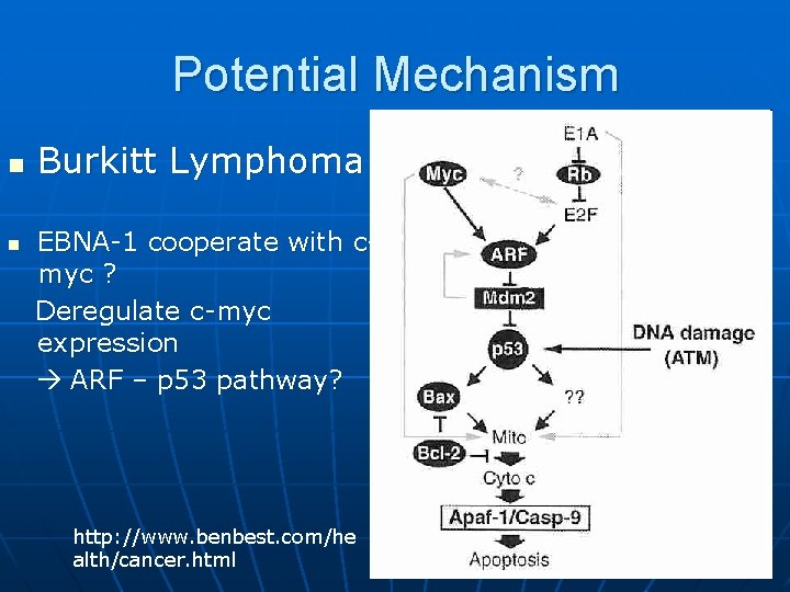 Potential Mechanism n n Burkitt Lymphoma EBNA-1 cooperate with cmyc ? Deregulate c-myc expression