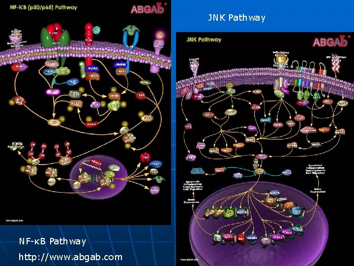 JNK Pathway NF-κB Pathway http: //www. abgab. com 