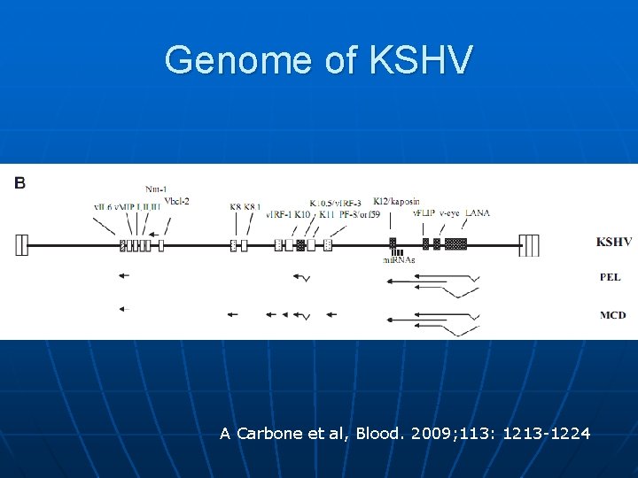 Genome of KSHV A Carbone et al, Blood. 2009; 113: 1213 -1224 